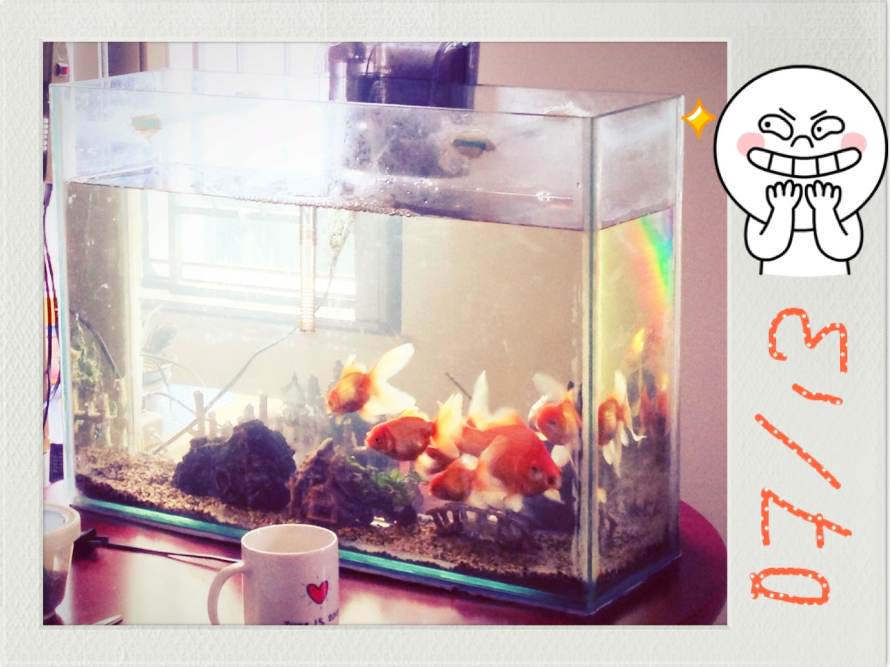 P: Fish Tank